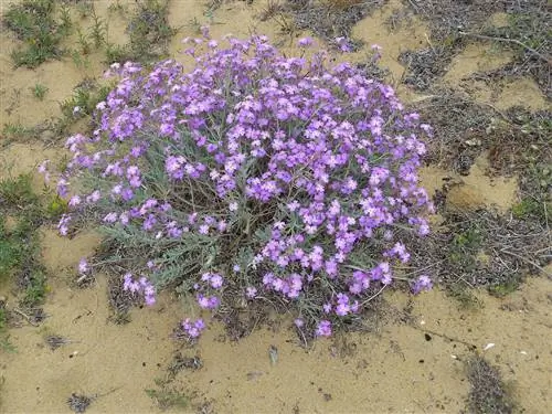 Malcolmia littorea - солеустойчивое растение.
