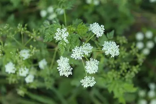 Болиголов (Conium maculatum)