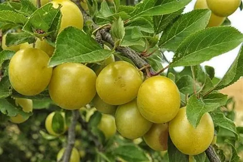 Листья мирабель листопадные
