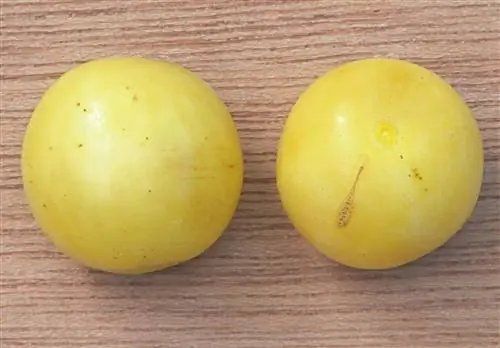 Мирабель (Prunus domestica var. syriaca)