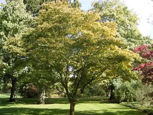 Acer palmatum Osakazuki - маленькое деревце.