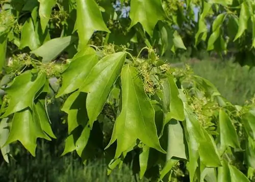 Acer buergerianum - листопадное дерево.