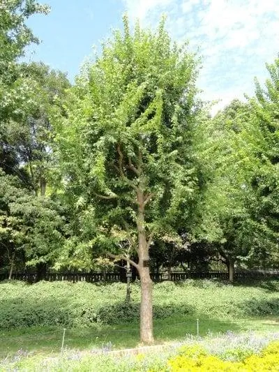 Вид на Acer buergerianum