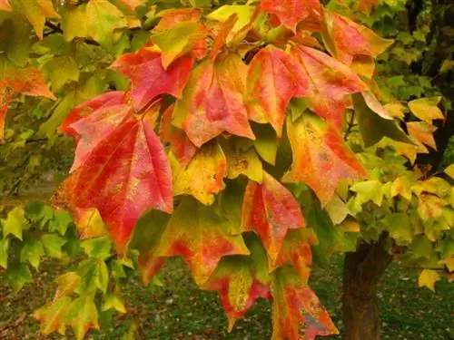 Листья Acer buergerianum осенью