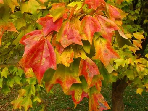Клен трехзубый (Acer buergerianum)