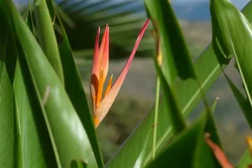 Платанилло или Heliconia psittacorum - многолетнее травянистое растение.
