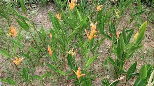 Heliconia psittacorum - неприхотливое в выращивании растение.