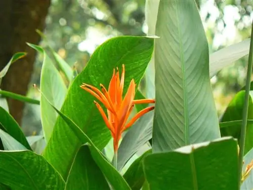 Heliconia psittacorum - тропическое растение.