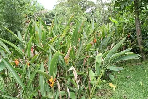 Heliconia psittacorum можно сажать группами.