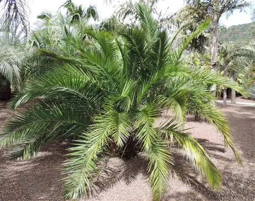 Phoenix reclinata - тропическое растение для открытого грунта.