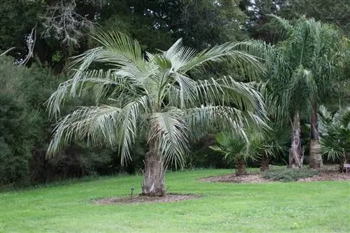 Parajubaea cocoides - быстрорастущая пальма.