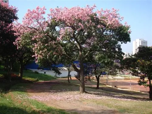 Chorisia speciosa - листопадное дерево тропического происхождения.