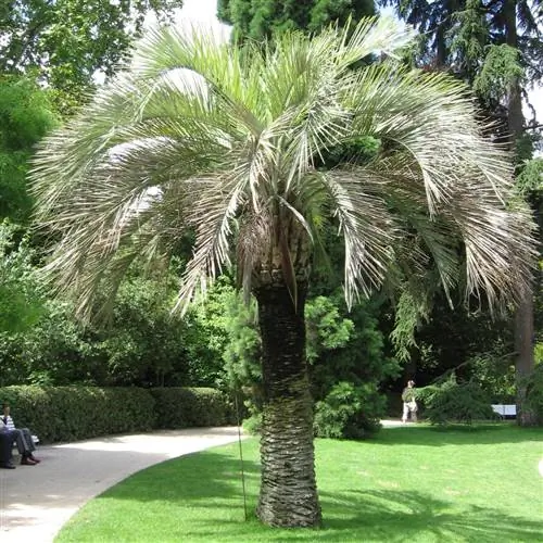 Butia capitata - одиночная пальма.