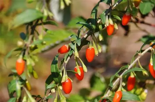 Ягоды годжи (Lycium barbarum)