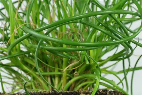 Juncus effusus Spiralis