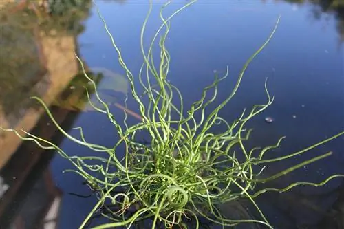 Юнко (Juncus effusus Spiralis)