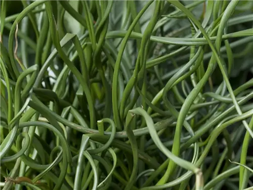 Juncus effusus Spiralis идеальное растение для прудов