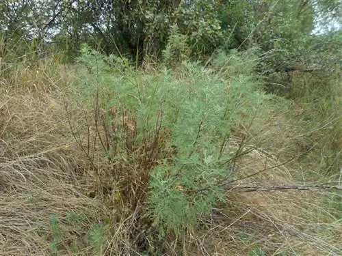 абротано на природе в дикой природе