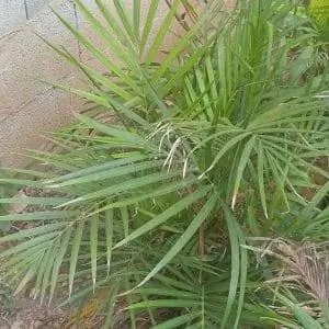 Dypsis lutescens отращивает более сильные листья, чтобы защитить себя от холода