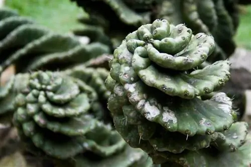 Спиральный кактус (Cereus forbesii сорта Spiralis)