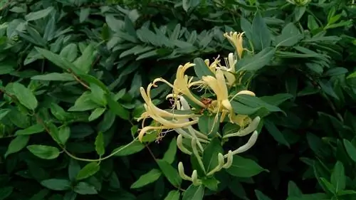 Lonicera - листопадная лиана из Японии.