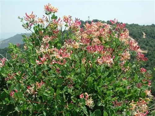 Lonicera implexa - листопадный вьющийся кустарник.