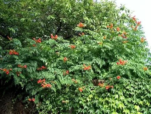 Кампсис - листопадная лиана с красными цветками.