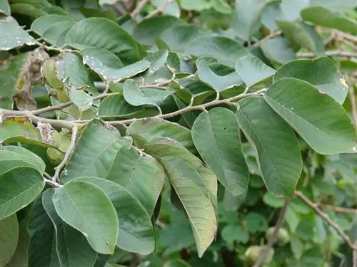 Листья Annona cherimola, или заварного яблока