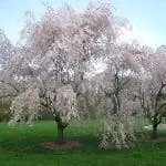 Prunus subhirtella 'Pendula'