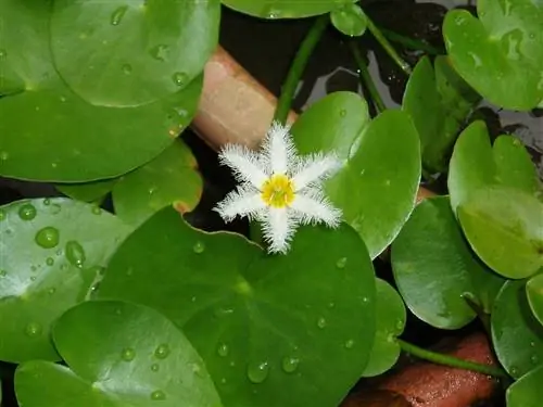 Nymphoides indica имеет белые цветки. Nymphoides indica имеет белые цветки.