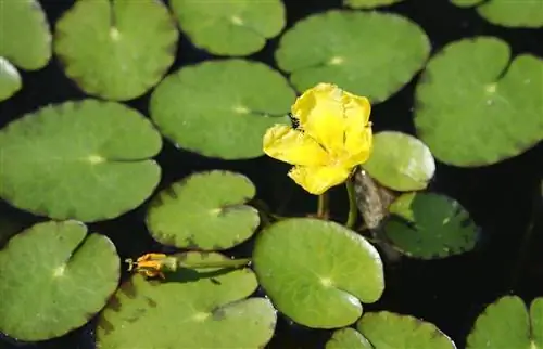 У Nymphoides peltata цветки желтые. У Nymphoides peltata цветки желтые.