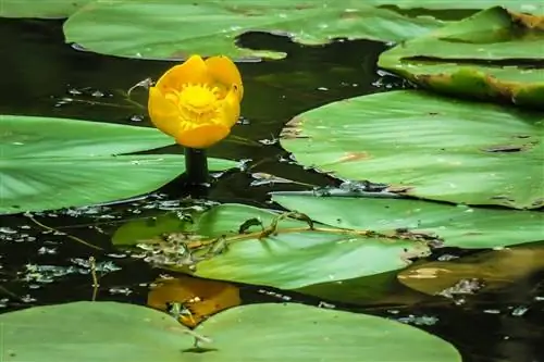 Nuphar lutea - водное растение с желтыми цветками. Nuphar lutea - водное растение с желтыми цветками.