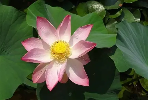 Nelumbo nucifera - водное растение для больших прудов. Nelumbo nucifera - водное растение для больших прудов.