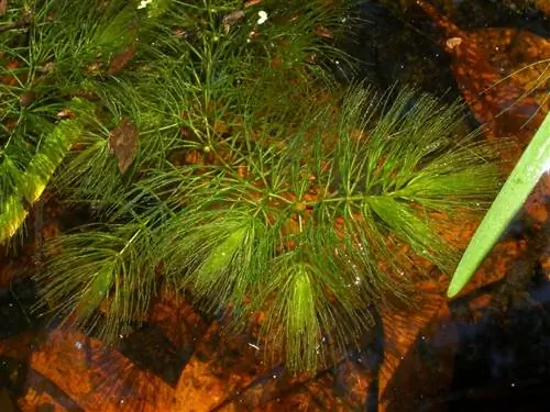 Ceratophyllum demersum - растение Ceratophyllum demersum - растение