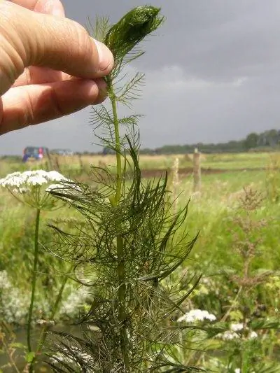 Водное растение Myriophyllum живет под водой. Водное растение Myriophyllum живет под водой.