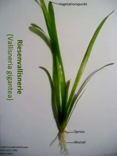 Valisneria gigantea имеет очень длинные листья. Valisneria gigantea имеет очень длинные листья.