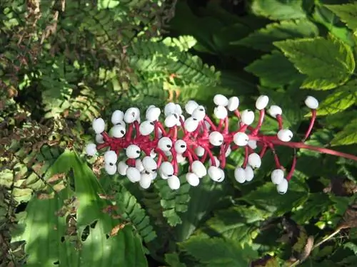 Actaea pachypoda - растение, дающее редкие плоды. Actaea pachypoda - растение, дающее редкие плоды.