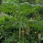 У аморфофаллуса есть лист У аморфофаллуса есть лист