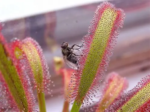 Drosera capensis - липкий хищник. Drosera capensis - липкий хищник.