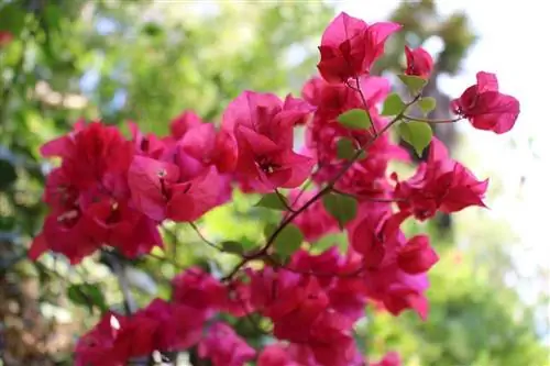 Bougainvillea glabra) - малая бугенвиллия. Bougainvillea glabra) - малая бугенвиллия.
