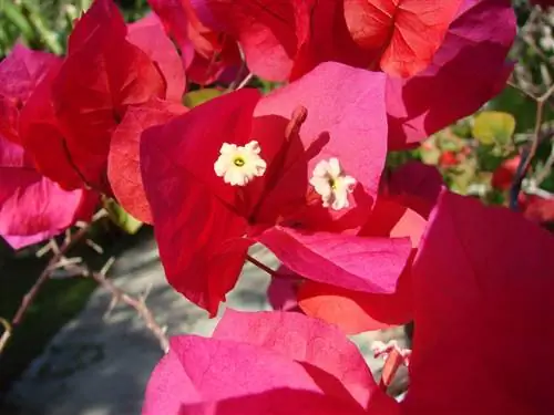 Bougainvillea spectabilis - медленнорастущая лиана. Bougainvillea spectabilis - медленнорастущая лиана.