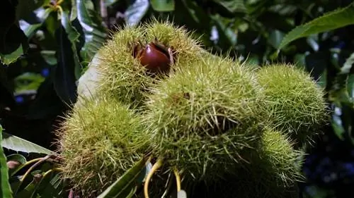 Выращивание каштана не сложное