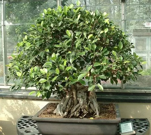 Бонсай Ficus retusa время от времени обрезают.