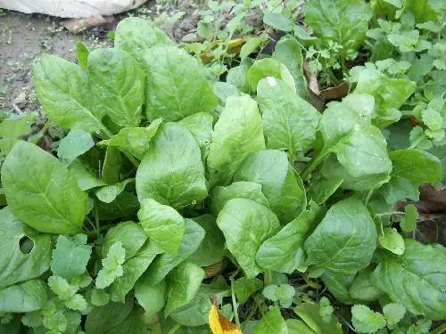 Как вырастить шпинат