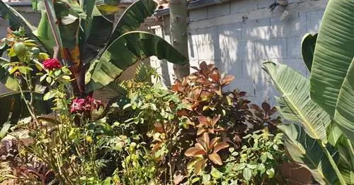 Стрелиция прекрасно смотрится в саду