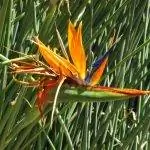 Цветок Strelitzia juncea оранжевый.