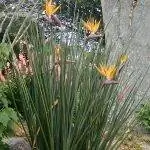 Стрелиция юнсея красивая