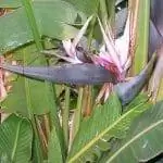 Цветок Strelitzia nicolai синий.