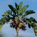 Стрелиция белая очень крупная.