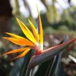 Стрелиция королевская - растение с желтыми цветками.